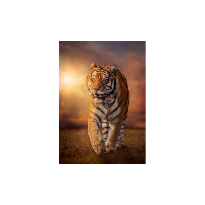 PUZZLE 1500 pzs TIGER - Clementoni 31806 PUZZLE 1500 pzs TIGER - Clementoni 31806